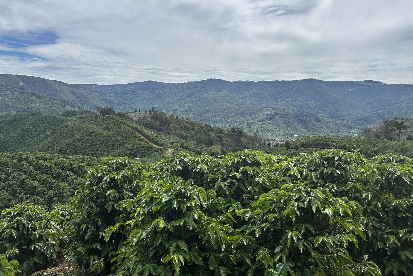 Costa Rica Las Margaritas 250 grams