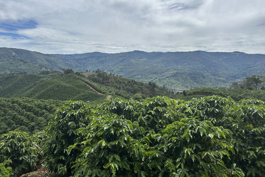 Costa Rica Las Margaritas 250 grams