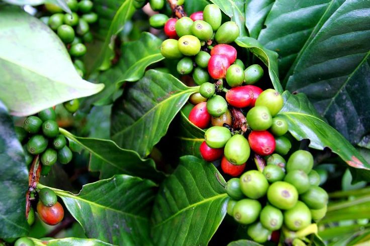 Costa Rica Las Margaritas 250 grams